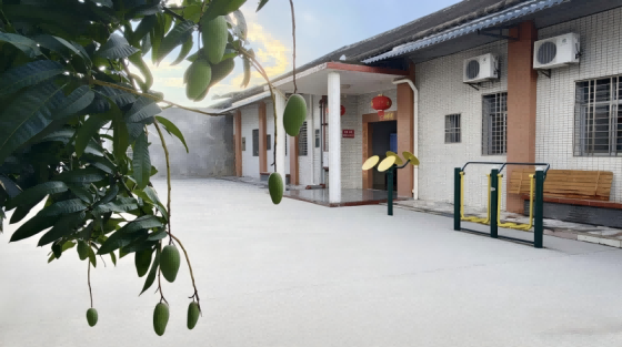 芒果飘香